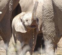 Addo Elephant